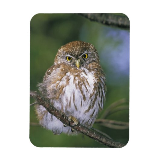 Chili, Aysen. Juvenile Autral Pygmy Owl Magneet (Verticaal)