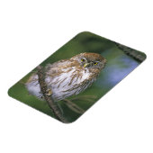 Chili, Aysen. Juvenile Autral Pygmy Owl Magneet (Linkerzijde)