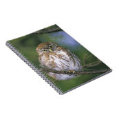 Chili, Aysen. Juvenile Autral Pygmy Owl Notitieboek (Rechterzijde)