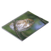 Chili, Aysen. Juvenile Autral Pygmy Owl Notitieboek (Linkerzijde)