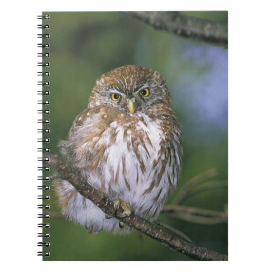 Chili, Aysen. Juvenile Autral Pygmy Owl Notitieboek (Voorkant)