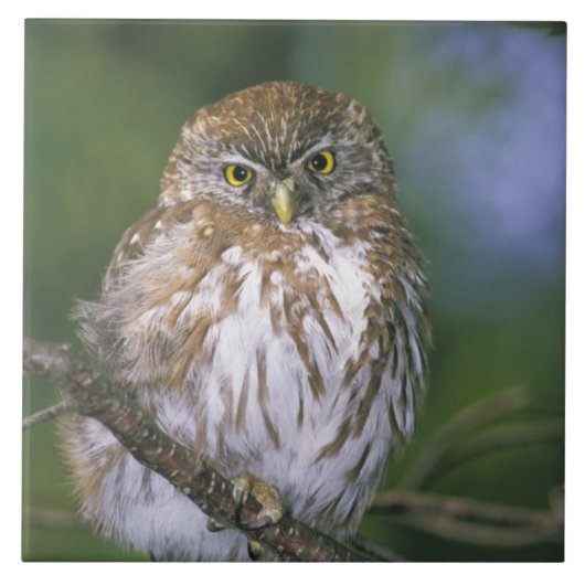 Chili, Aysen. Juvenile Autral Pygmy Owl Tegeltje (Voorkant)