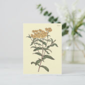 Chili Marigold Botanische Illustratie Briefkaart (Staand voorkant)