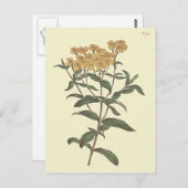Chili Marigold Botanische Illustratie Briefkaart (Voorkant / Achterkant)