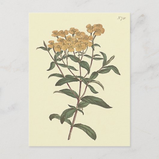 Chili Marigold Botanische Illustratie Briefkaart (Voorkant)