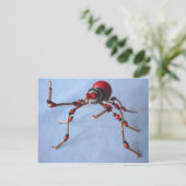 Chili Pepper Spider Briefkaart (Staand voorkant)