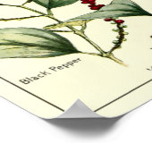 Chili Peppers Botanische illustraties Poster (Hoek)