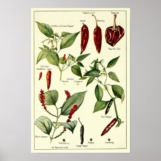 Chili Peppers Botanische illustraties Poster (Voorkant)