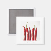 Chili Peppers in een rij Magneet (Voorkant / Achterkant)