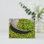 Chili's te koop op de markt briefkaart (Staand voorkant)