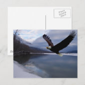 Chilkat Eagle Preserve Ansichtkaart Briefkaart (Voorkant / Achterkant)