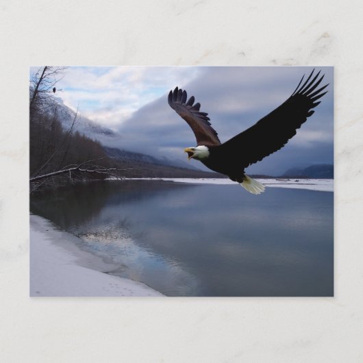 Chilkat Eagle Preserve Ansichtkaart Briefkaart (Voorkant)