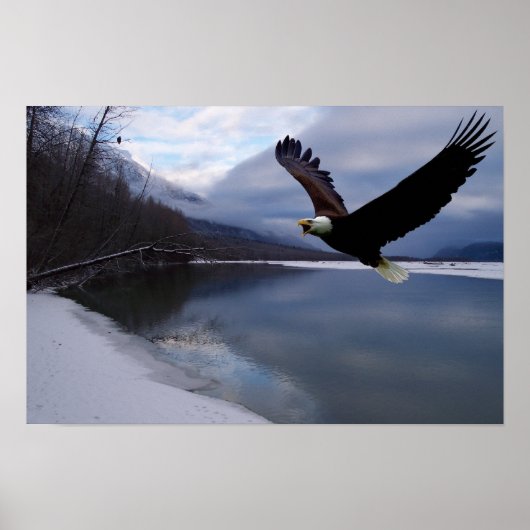 Chilkat Eagle Reserve Poster (Voorkant)