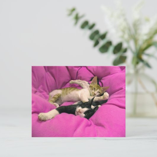 Chill Bill - Relax Max - Cute cats Briefkaart (Staand voorkant)