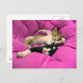 Chill Bill - Relax Max - Cute cats Briefkaart (Voorkant / Achterkant)