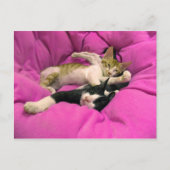 Chill Bill - Relax Max - Cute cats Briefkaart (Voorkant)