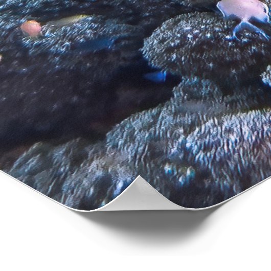 Chill Hawksbill Poster (Hoek)