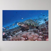 Chill Hawksbill Poster (Voorkant)