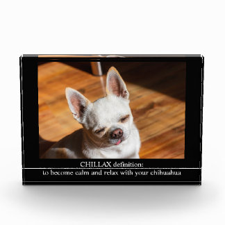 CHILLAX definitie kalm ontspannen chihuahua foto t