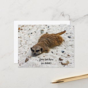 Chillin' Meerkat Ansichtkaart Briefkaart