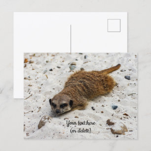 Chillin' Meerkat Ansichtkaart Briefkaart
