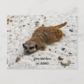 Chillin' Meerkat Briefkaart (Voorkant)