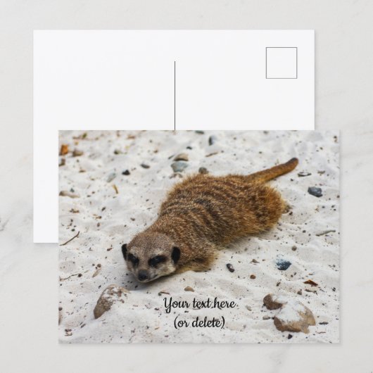 Chillin' Meerkat Briefkaart (Voorkant / Achterkant)
