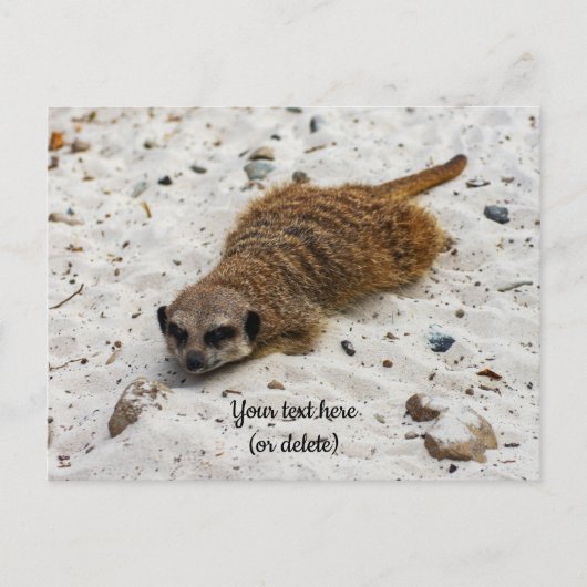 Chillin' Meerkat Briefkaart (Voorkant)