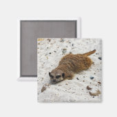 Chillin' Meerkat Magnet (Voorkant / Achterkant)