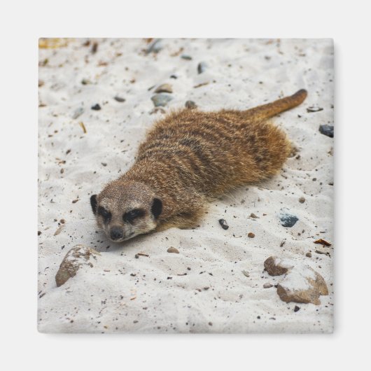 Chillin' Meerkat Magnet (Voorkant)