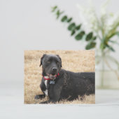 Chilline Briefkaart (Staand voorkant)