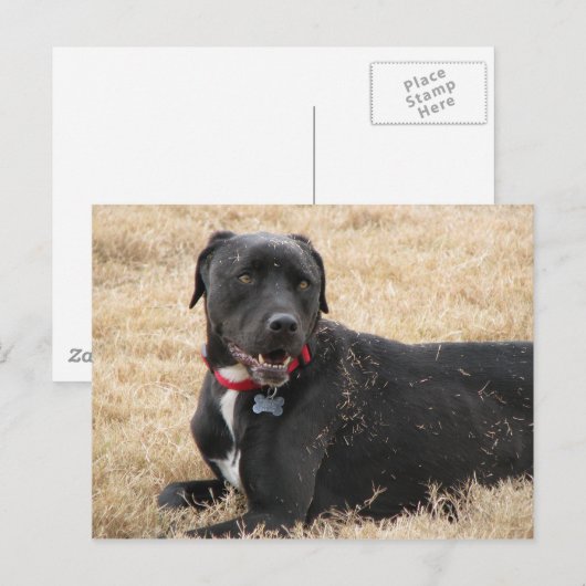 Chilline Briefkaart (Voorkant / Achterkant)