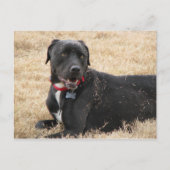 Chilline Briefkaart (Voorkant)