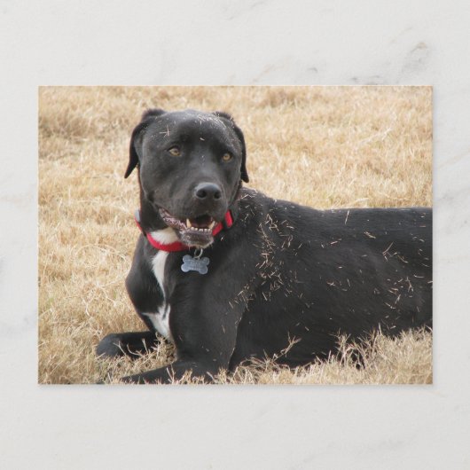 Chilline Briefkaart (Voorkant)