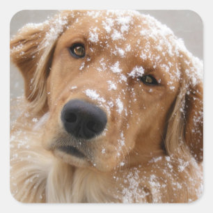 Chilly Dog Vierkante Sticker