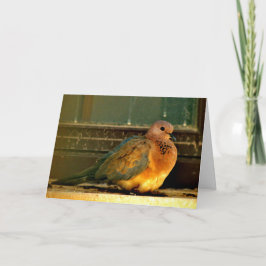 Chilly Dove Kaart