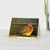 Chilly Dove Kaart (Voorkant)