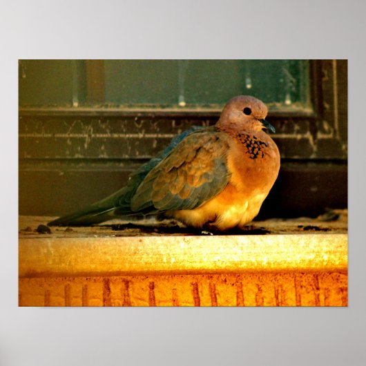 Chilly Dove Poster (Voorkant)