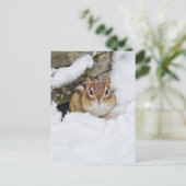 Chilly Little Chipmunk in de sneeuw Briefkaart (Staand voorkant)