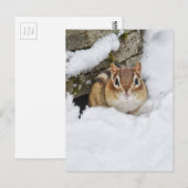 Chilly Little Chipmunk in de sneeuw Briefkaart (Voorkant / Achterkant)