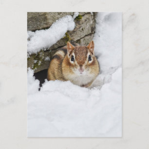 Chilly Little Chipmunk in de sneeuw Briefkaart