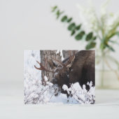 Chilly Moose Briefkaart (Staand voorkant)
