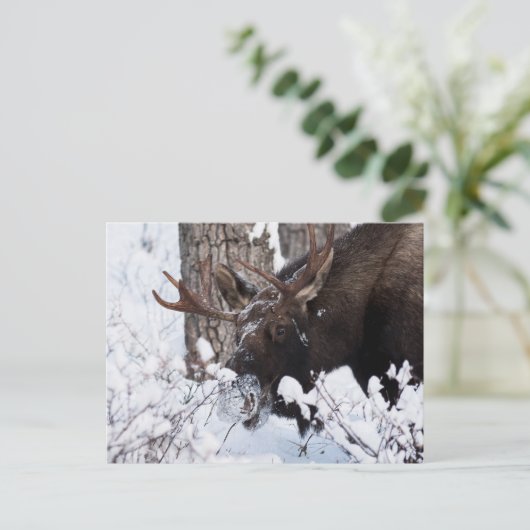 Chilly Moose Briefkaart (Staand voorkant)