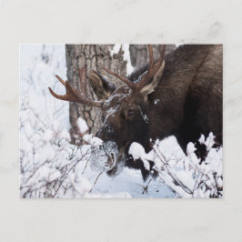 Chilly Moose Briefkaart