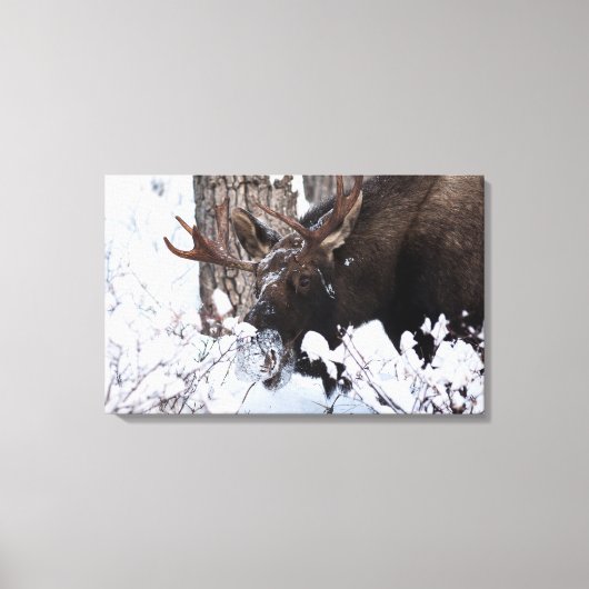 Chilly Moose Canvas Afdruk (Voorkant)