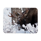 Chilly Moose Magneet (Horizontaal)