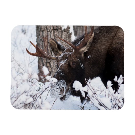 Chilly Moose Magneet (Horizontaal)