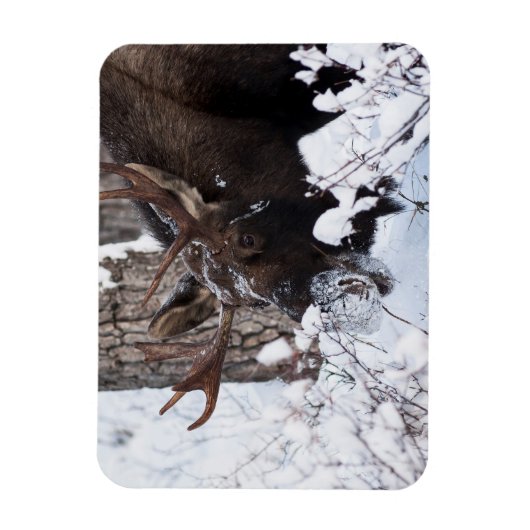 Chilly Moose Magneet (Verticaal)