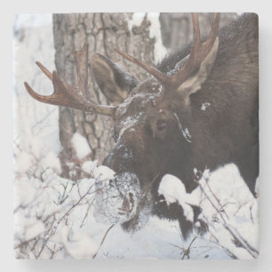 Chilly Moose Stenen Onderzetter