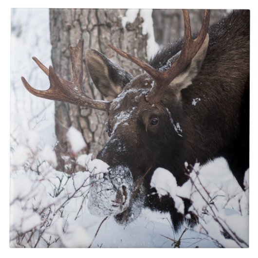 Chilly Moose Tegeltje (Voorkant)